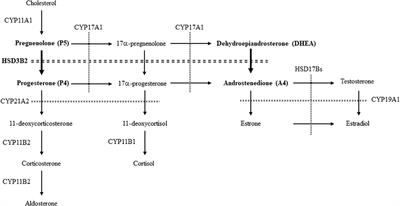 Evaluation of 3β-hydroxysteroid dehydrogenase activity using progesterone and androgen receptors-mediated transactivation